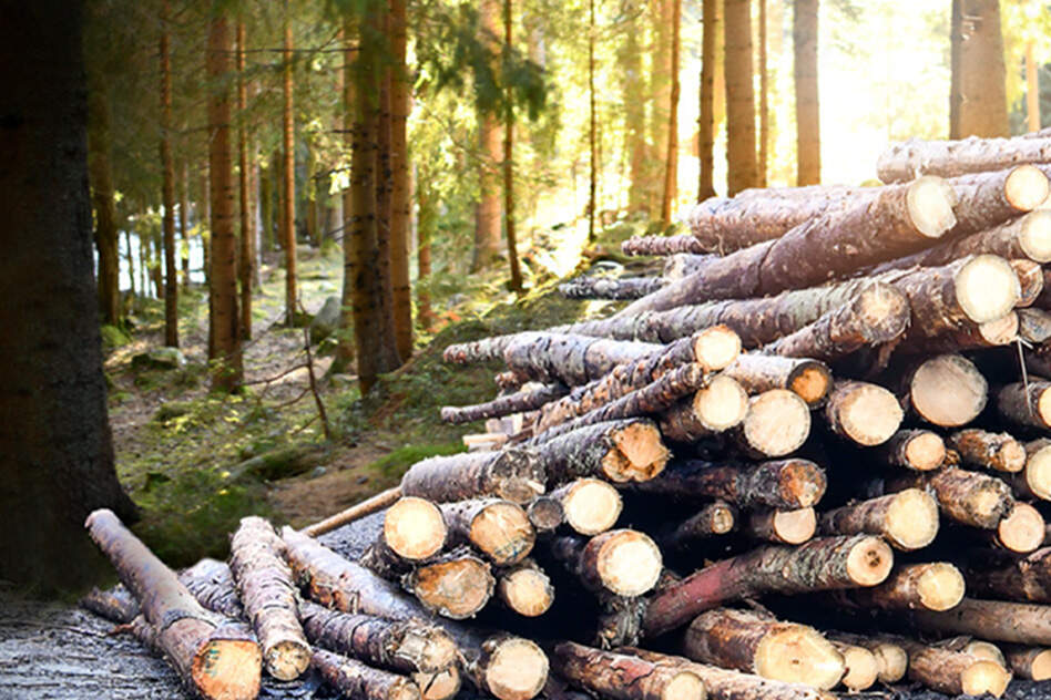 Image showing log trunks pile in a forest, a glimpse into the timber industry referencing the need to manage it to prevent the destruction of our ecosystems.