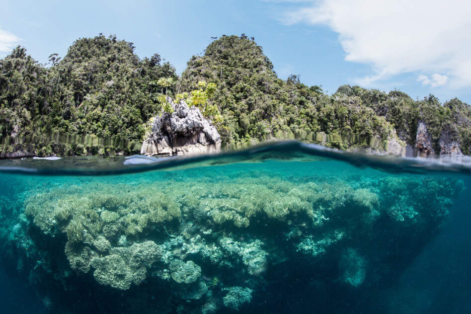 Image showing an intersection of under water marine life, the cliff and mountains above it and the sky. Representing that biodiversity is the basis of sustainable practices, it is all interlinked. 