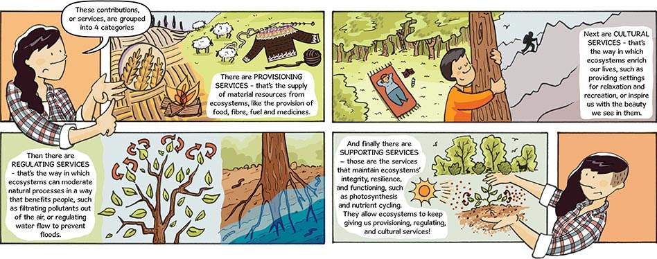 Illustrations outlining the ecosystem services as grouped into 4 categories with an explanation for each; Provisioning Services – that’s the supply of material resources from ecosystems; Then there’s Regulating Services – that’s the way in which ecosystems can moderate natural processes in a way that benefit people; Next are Cultural Services – that’s the way ecosystems enrich our lives; And finally, there are Supporting Services – maintaining ecosystems’ integrity, resilience, and functioning